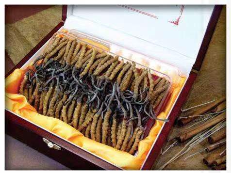 康县冬虫夏草回收